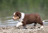 BERGER AUSTRALIEN PUPPIES 134